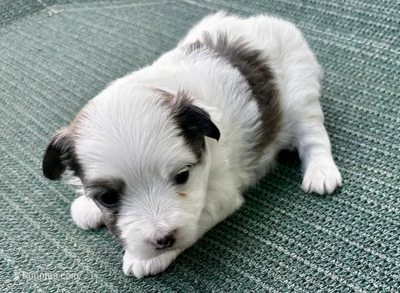 White with sable boy  – Chinese Crested puppy for sale in Rockvale, TN