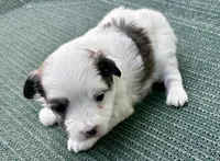 White with sable boy , a male Chinese Crested for sale in Rockvale, TN – 1 of 2