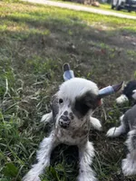 Thl spotted boy, a male Chinese Crested for sale in Rockvale, TN – 3 of 7