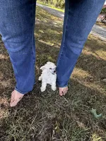 White girl , a female Poodle - Toy  for sale in Rockvale, TN – 5 of 7