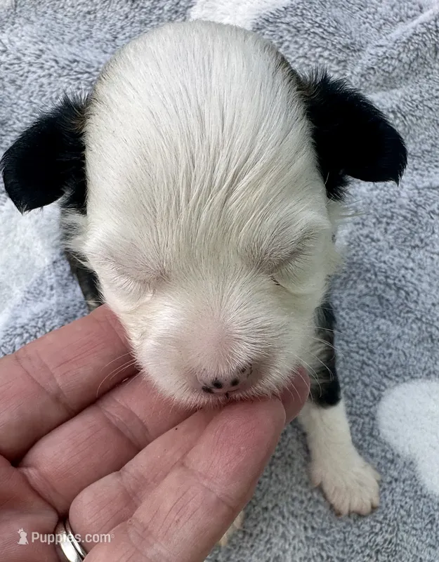 Puff boy – Chinese Crested puppy for sale in Rockvale, TN