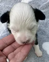 Puff boy, a male Chinese Crested for sale in Rockvale, TN – 1 of 3
