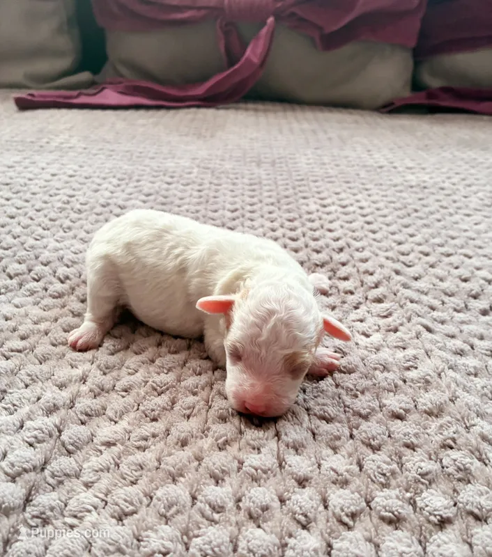 Hetepheres Tut – Poodle - Toy  puppy for sale in Jersey City, NJ