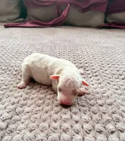 Hetepheres Tut, a female Poodle - Toy  for sale in Jersey City, NJ – 2 of 5
