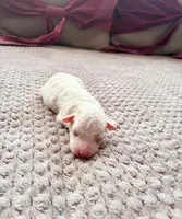 Hetepheres Tut, a female Poodle - Toy  for sale in Jersey City, NJ – 3 of 5