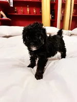 Iras, a female Poodle - Toy  for sale in Jersey City, NJ – Photo 4 of 6