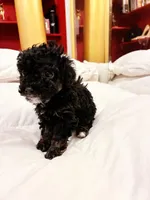 Iras, a female Poodle - Toy  for sale in Jersey City, NJ – Photo 1 of 6