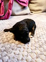 Iras, a female Poodle - Toy  for sale in Jersey City, NJ – Photo 6 of 6