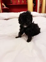 Iras, a female Poodle - Toy  for sale in Jersey City, NJ – Photo 3 of 6