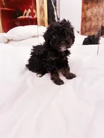 Iras, a female Poodle - Toy  for sale in Jersey City, NJ – Photo 5 of 6