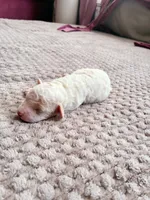 Chephren Tut , a male Poodle - Toy  for sale in Jersey City, NJ – 2 of 5