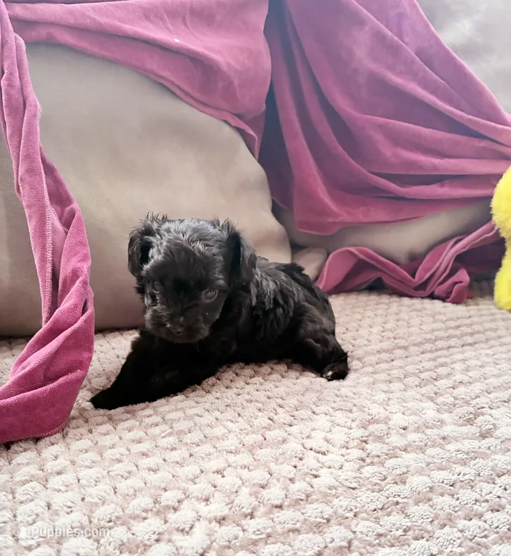 Cyprus Caesar  – Yorkipoo puppy for sale in Jersey City, NJ