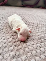 Hetepheres Tut, a female Poodle - Toy  for sale in Jersey City, NJ – 1 of 5
