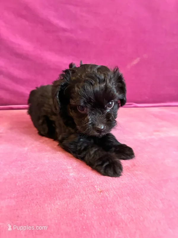 Cyprus Caesar  – Yorkipoo puppy for sale in Jersey City, NJ