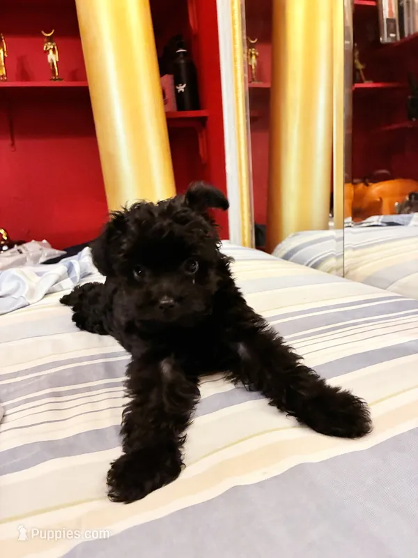 Cyprus Caesar  – Yorkipoo puppy for sale in Jersey City, NJ