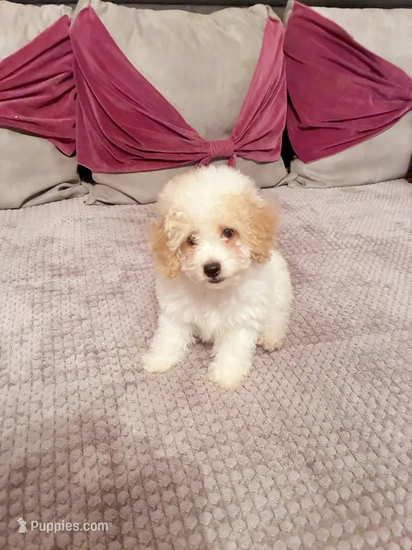 Chephren Tut  – Poodle - Toy  puppy for sale in Jersey City, NJ