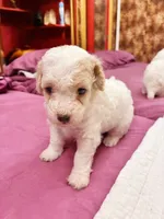 Chephren Tut , a male Poodle - Toy  for sale in Jersey City, NJ – 5 of 6