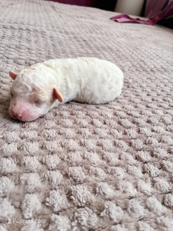 Chephren Tut  – Poodle - Toy  puppy for sale in Jersey City, NJ