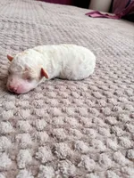 Chephren Tut , a male Poodle - Toy  for sale in Jersey City, NJ – 1 of 5