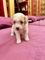 Chephren Tut , a male Poodle - Toy  for sale in Jersey City, NJ – 3 of 6
