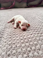Chephren Tut , a male Poodle - Toy  for sale in Jersey City, NJ – 3 of 5