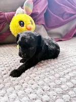 Cyprus Caesar , a male Yorkipoo for sale in Jersey City, NJ – 4 of 6