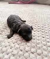 Meresankh, a female Poodle - Toy  for sale in Jersey City, NJ – 3 of 4