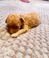 Mardian, a female Poodle - Toy  for sale in Jersey City, NJ – Photo 1 of 4