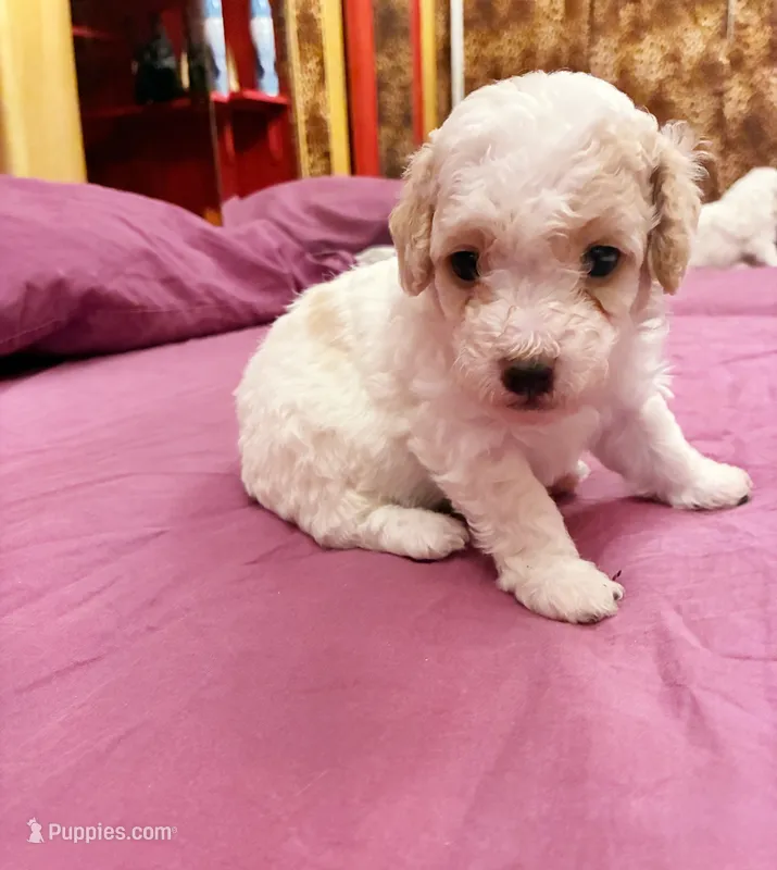 Chephren Tut  – Poodle - Toy  puppy for sale in Jersey City, NJ