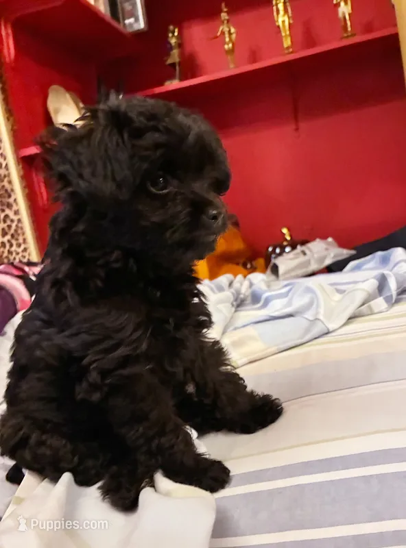 Cyprus Caesar  – Yorkipoo puppy for sale in Jersey City, NJ