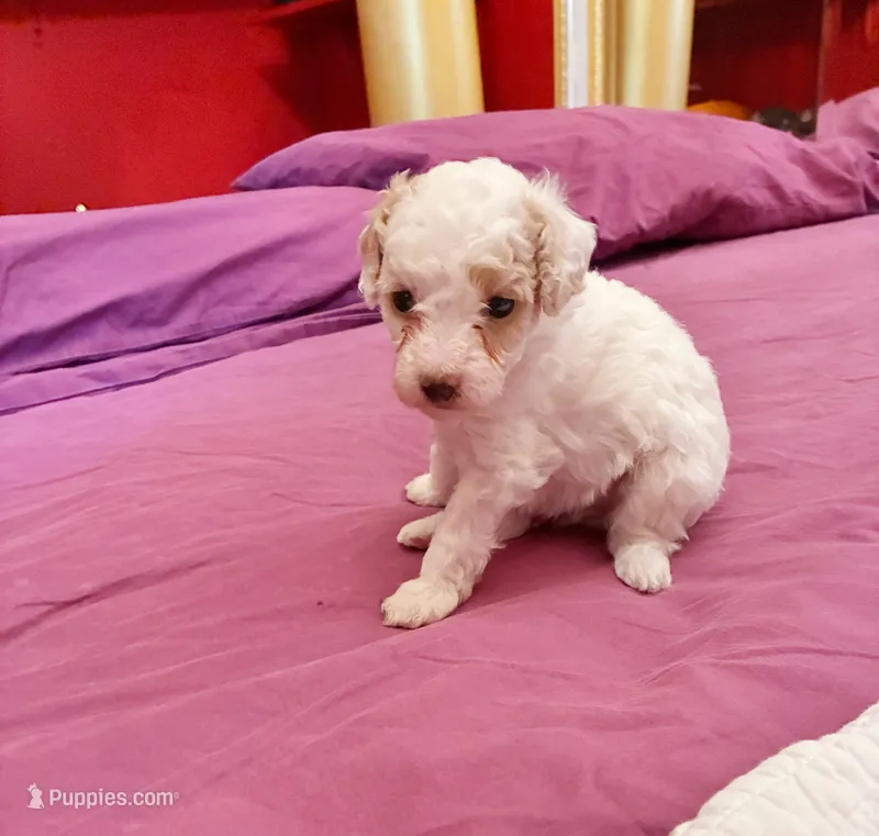 Hetepheres Tut – Poodle - Toy  puppy for sale in Jersey City, NJ