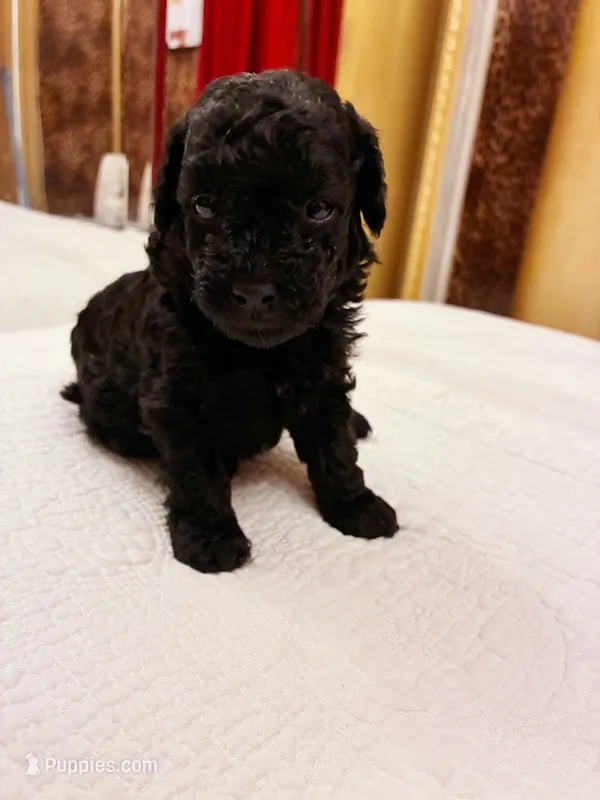 Meresankh – Poodle - Toy  puppy for sale in Jersey City, NJ