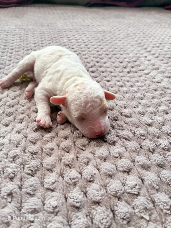 Chephren Tut  – Poodle - Toy  puppy for sale in Jersey City, NJ