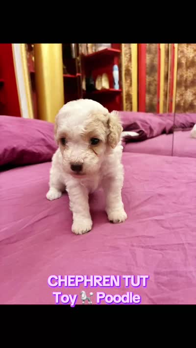 Chephren Tut , a male Poodle - Toy  for sale in Jersey City, NJ – 6 of 6