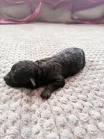 Meresankh, a female Poodle - Toy  for sale in Jersey City, NJ – 2 of 4