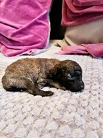 Diomedes, a female Poodle - Toy  for sale in Jersey City, NJ – Photo 4 of 6