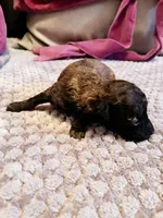 Diomedes, a female Poodle - Toy  for sale in Jersey City, NJ – Photo 3 of 6