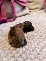 Diomedes, a female Poodle - Toy  for sale in Jersey City, NJ – Photo 6 of 6