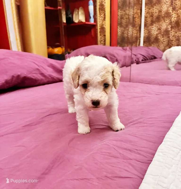 Chephren Tut  – Poodle - Toy  puppy for sale in Jersey City, NJ