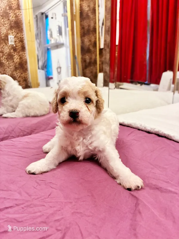 Chephren Tut  – Poodle - Toy  puppy for sale in Jersey City, NJ