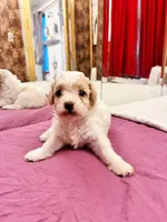 Chephren Tut , a male Poodle - Toy  for sale in Jersey City, NJ – 2 of 6