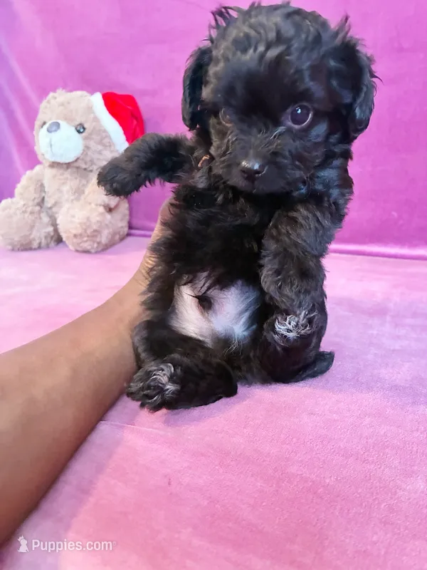 Cyprus Caesar  – Yorkipoo puppy for sale in Jersey City, NJ