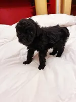 Ptolemaic, a male Poodle - Toy  for sale in Jersey City, NJ – Photo 3 of 7