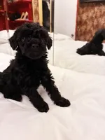 Ptolemaic, a male Poodle - Toy  for sale in Jersey City, NJ – Photo 5 of 7