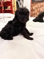 Ptolemaic, a male Poodle - Toy  for sale in Jersey City, NJ – Photo 6 of 7