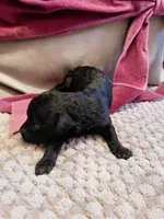 Ptolemaic, a male Poodle - Toy  for sale in Jersey City, NJ – Photo 7 of 7