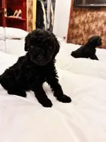 Ptolemaic, a male Poodle - Toy  for sale in Jersey City, NJ – Photo 4 of 7