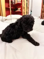 Ptolemaic, a male Poodle - Toy  for sale in Jersey City, NJ – Photo 1 of 7