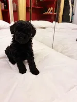 Ptolemaic, a male Poodle - Toy  for sale in Jersey City, NJ – Photo 2 of 7