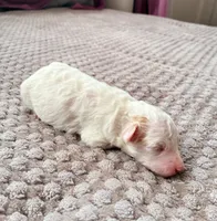 Hetepheres Tut, a female Poodle - Toy  for sale in Jersey City, NJ – 5 of 5